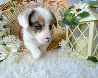 Uno, a male Pembroke Welsh Corgi for sale in Lexington, KY – Photo 2 of 3