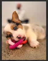 Uno- blue eyes-reduced , a male Pembroke Welsh Corgi for sale in Lexington, KY – Photo 1 of 8