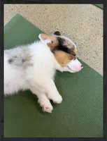 Uno- blue eyes-reduced , a male Pembroke Welsh Corgi for sale in Lexington, KY – Photo 4 of 8