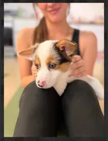 Uno- blue eyes-reduced , a male Pembroke Welsh Corgi for sale in Lexington, KY – Photo 6 of 8