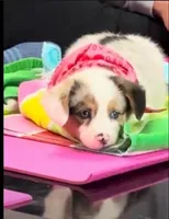 Uno- blue eyes , a male Pembroke Welsh Corgi for sale in Lexington, KY – Photo 1 of 4