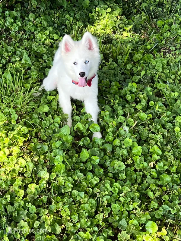 Little Whitmore – Pomsky puppy for sale in Lexington, KY