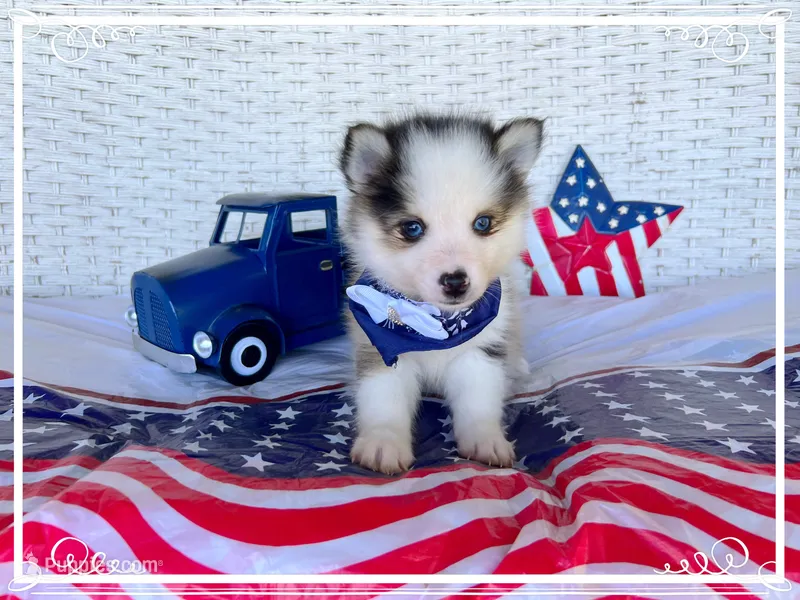 Simon -toy/mini – Pomsky puppy for sale in Lexington, KY