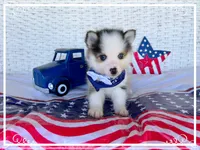 Simon -toy/mini, a male Pomsky for sale in Lexington, KY – 1 of 9