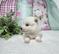 Arlo- mini , a male Pomsky for sale in Lexington, KY – 3 of 3