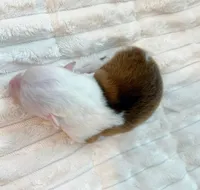 Sampson-toy/mini, a male Pomsky for sale in Lexington, KY – Photo 2 of 2