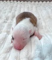 Sampson-toy/mini, a male Pomsky for sale in Lexington, KY – Photo 1 of 2