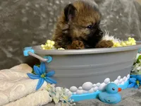Italy -AKC , a male Pomeranian for sale in Lexington, KY – 4 of 7