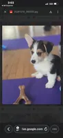 Leo, a male Pembroke Welsh Corgi for sale in Danville, KY – 3 of 4