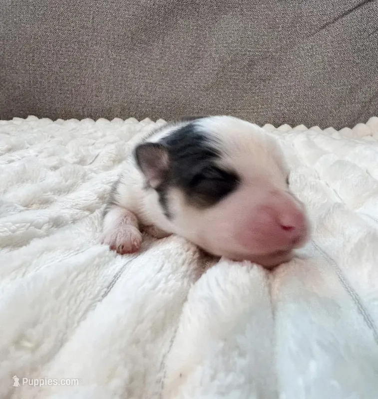 Gideon -toy/mini – Pomsky puppy for sale in Lexington, KY