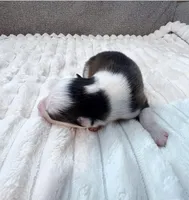 Gideon -toy/mini, a male Pomsky for sale in Lexington, KY – Photo 2 of 2