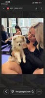 Maui, a male Pomeranian for sale in Lexington, KY – 5 of 6