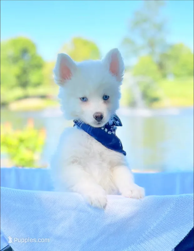 Glacier – Pomsky puppy for sale in Lexington, KY