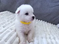 Queen E. , a female Pomsky for sale in Lexington, KY – Photo 1 of 2