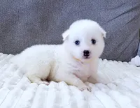 Queen E. , a female Pomsky for sale in Lexington, KY – Photo 2 of 2