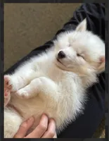 Arlo- mini , a male Pomsky for sale in Lexington, KY – 1 of 5