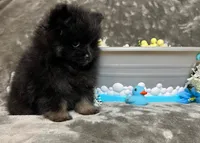 Ikko- AKC, a male Pomeranian for sale in Lexington, KY – 2 of 6