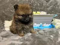 Italy -AKC , a male Pomeranian for sale in Lexington, KY – 3 of 7