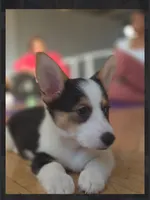 Ziggy, a male Pembroke Welsh Corgi for sale in Danville, KY – 2 of 4