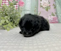 Ikko- AKC, a male Pomeranian for sale in Lexington, KY – 3 of 3