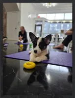 Louie, a female Pembroke Welsh Corgi for sale in Danville, KY – 4 of 5