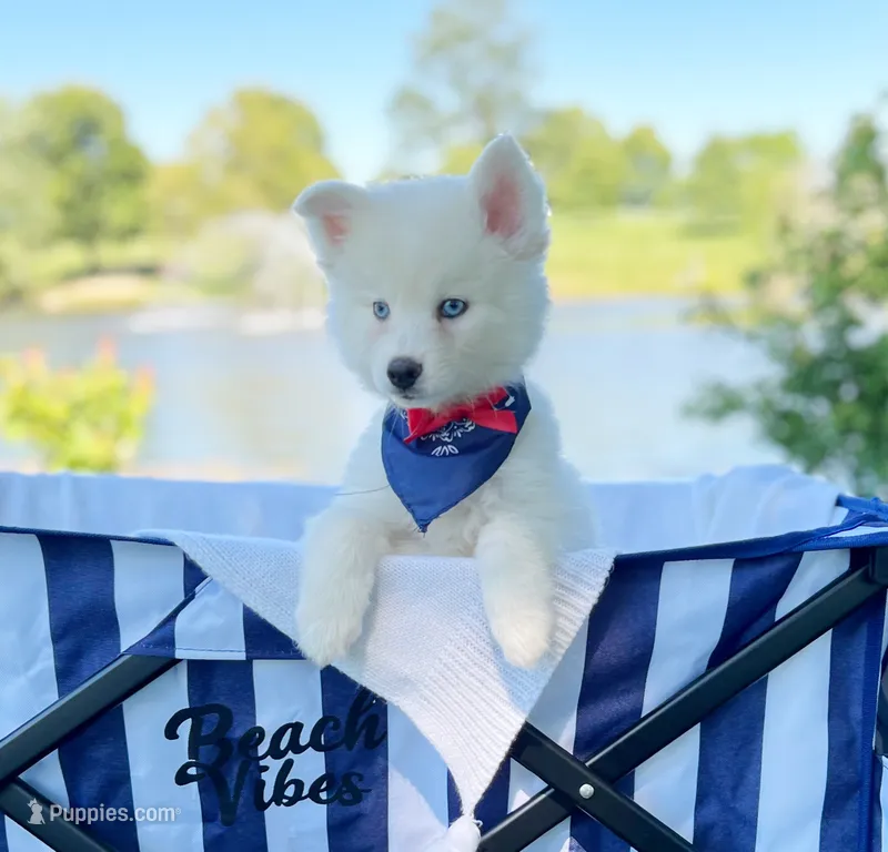 Polar – Pomsky puppy for sale in Lexington, KY