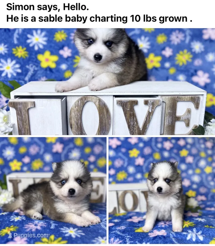Simon -toy/mini – Pomsky puppy for sale in Lexington, KY