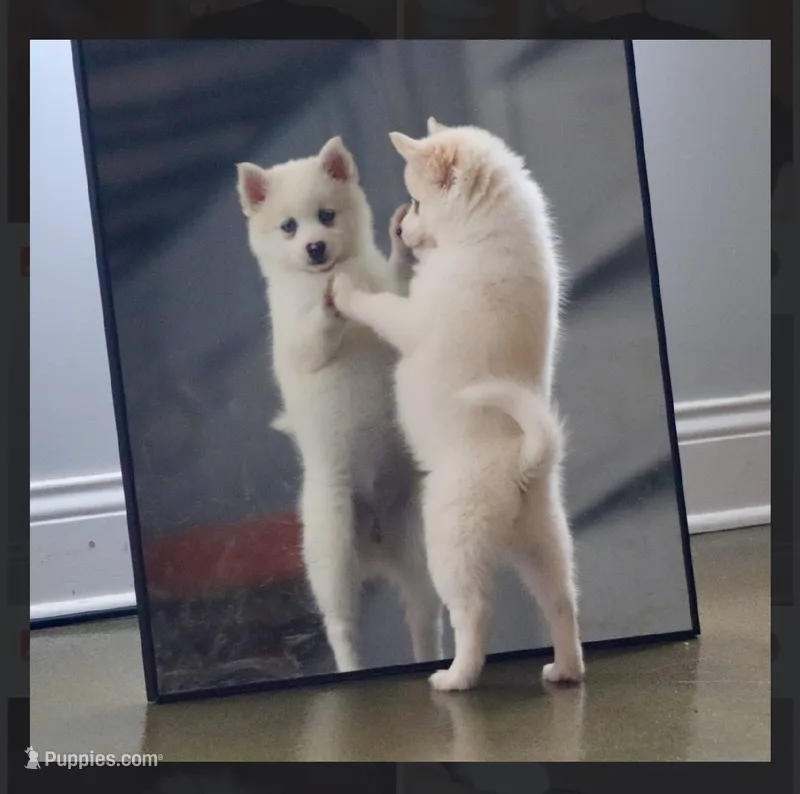 Abby-mini – Pomsky puppy for sale in Lexington, KY