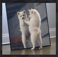 Abby-mini-reduced , a female Pomsky for sale in Lexington, KY – 1 of 6