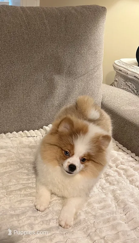 Kona  – Pomeranian puppy for sale in Danville, KY