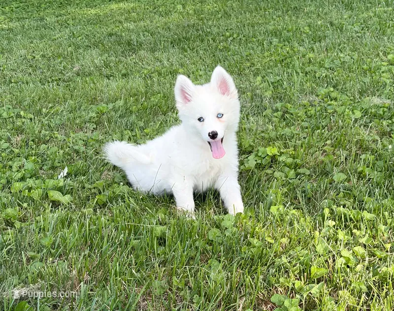 Little Whitmore – Pomsky puppy for sale in Lexington, KY