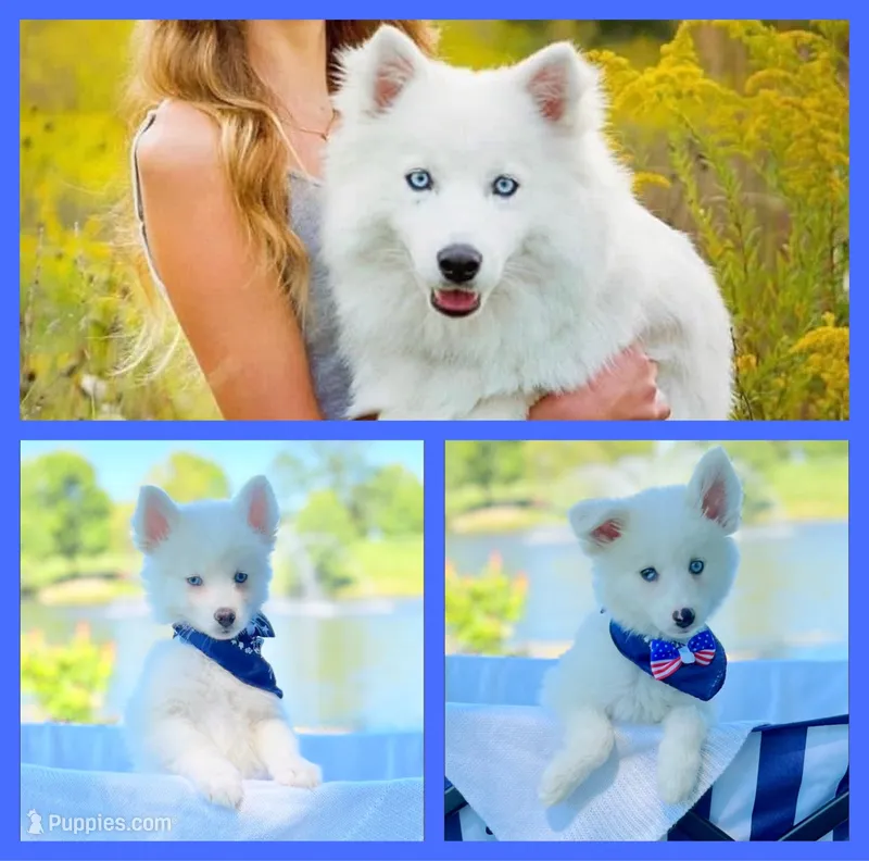 Baby Kemp – Pomsky puppy for sale in Lexington, KY