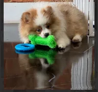 Kona , a male Pomeranian for sale in Lexington, KY – 5 of 7