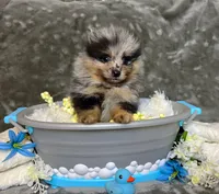 Iggy-AKC, a male Pomeranian for sale in Lexington, KY – 3 of 8