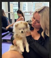 Maui, a male Pomeranian for sale in Lexington, KY – 1 of 6