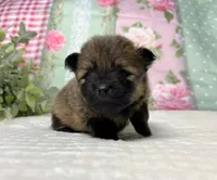 Italy -AKC , a male Pomeranian for sale in Lexington, KY – 3 of 3