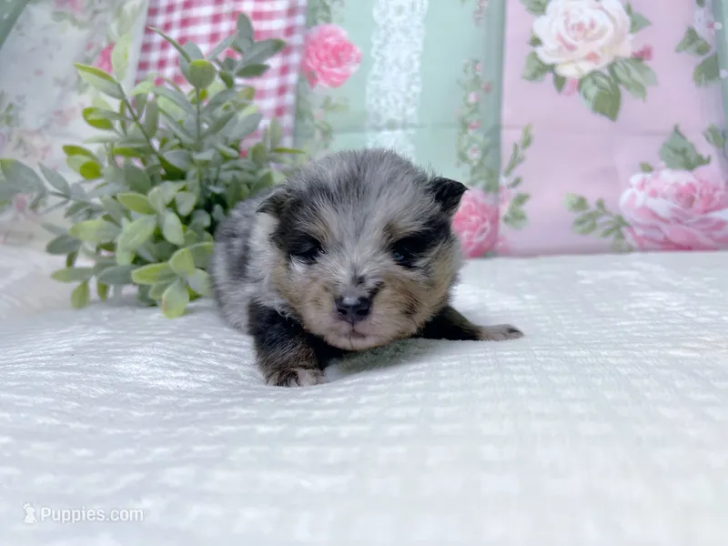Iggy-AKC – Pomeranian puppy for sale in Lexington, KY
