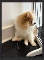 Kona , a male Pomeranian for sale in Lexington, KY – 4 of 7