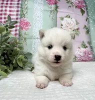 Arlo- mini , a male Pomsky for sale in Lexington, KY – 2 of 3