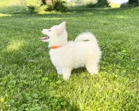 Little Whitmore, a male Pomsky for sale in Lexington, KY – 6 of 10
