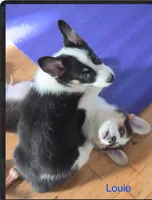 Louie, a female Pembroke Welsh Corgi for sale in Danville, KY – 5 of 5
