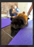 Ikko- AKC-reduced , a male Pomeranian for sale in Lexington, KY – 4 of 10