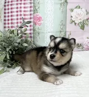 Admira- mini, a female Pomsky for sale in Lexington, KY – 2 of 4