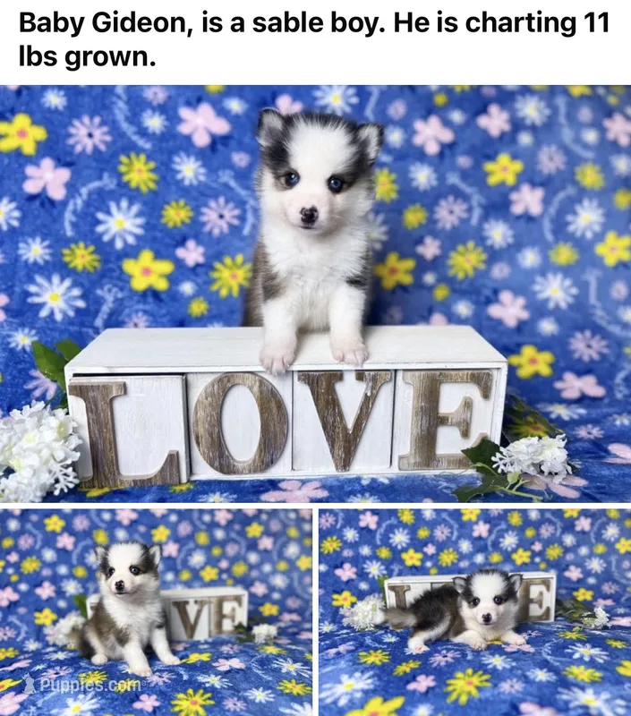 Gideon -toy/mini – Pomsky puppy for sale in Lexington, KY