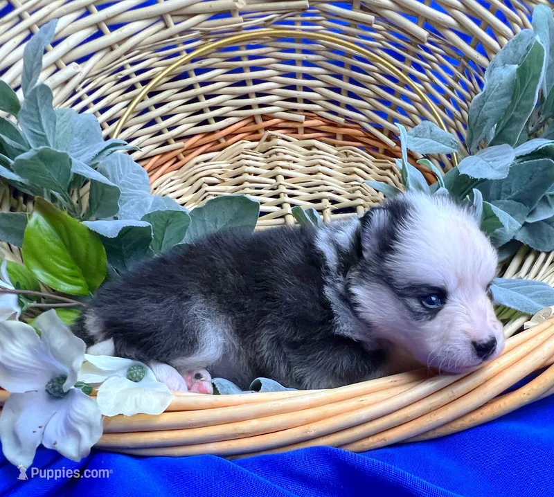 Lydia -toy/mini – Pomsky puppy for sale in Lexington, KY