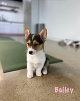 Bailey-reduced, a female Pembroke Welsh Corgi for sale in Lexington, KY – Photo 2 of 10