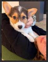 Bailey-reduced, a female Pembroke Welsh Corgi for sale in Lexington, KY – Photo 5 of 10