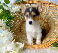 Bailey, a female Pembroke Welsh Corgi for sale in Lexington, KY – Photo 4 of 4