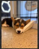 Bailey-reduced, a female Pembroke Welsh Corgi for sale in Lexington, KY – Photo 3 of 10