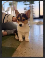 Bailey-reduced, a female Pembroke Welsh Corgi for sale in Lexington, KY – Photo 4 of 10